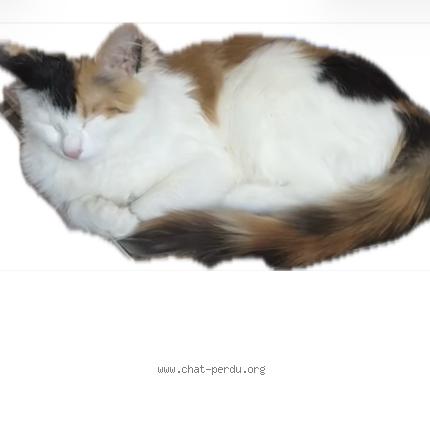 Foto 2/3 Patofa Chat perdido en Toulouse