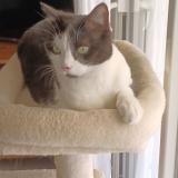 Foto del gato perdido en Auberives Sur Vareze