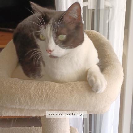 Foto 1/1 Boo Chat perdido en Auberives sur vareze