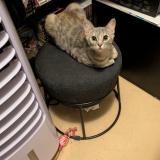 Foto del gato perdido en Gaillon