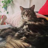 Foto del gato perdido en Nantes