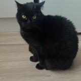 Foto del gato perdido en Grand Couronne