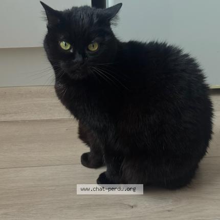 Foto 1/1 Jina Chat perdido en Grand couronne