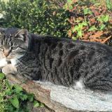 Foto del gato perdido en Dompierre Sur Yon