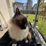 Foto del gato perdido en Gaillard