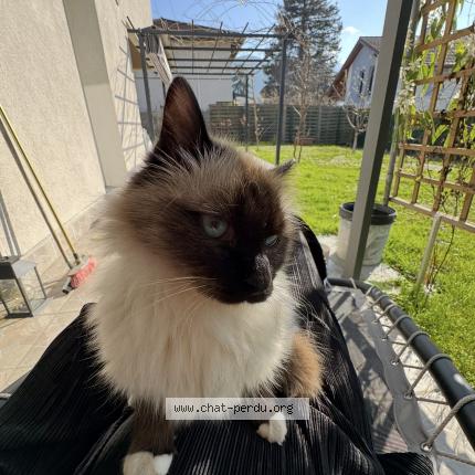 Foto 1/1 Monkey Chat perdido en Gaillard