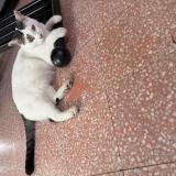 Foto del gato perdido en Roquefort Les Pins