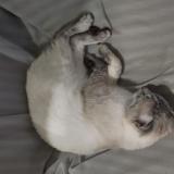 Foto del gato perdido en Gages