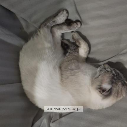 Foto 1/1 Watson Chat perdido en Gages