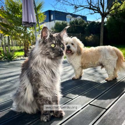 Foto 1/1 Vulcain Chat perdido en Veigne