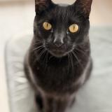 Foto del gato perdido en Arzal