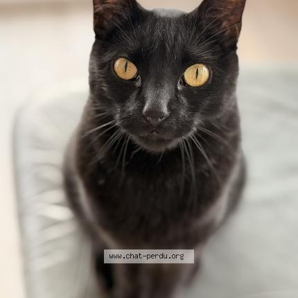 Foto 1/1 Olav Chat perdido en Arzal