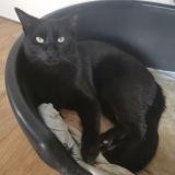 Foto del gato perdido en Saint Magne De Castillon