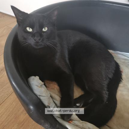 Foto 1/1 SHADOW Chat perdido en Saint magne de castillon