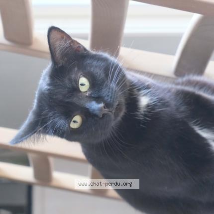 Foto 1/1 Velvet Chat perdido en St clement