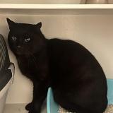 Foto del gato perdido en Brest