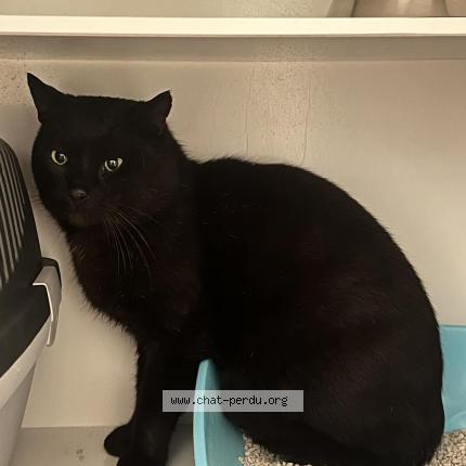 Foto 1/1 Gaston Chat perdido en Brest