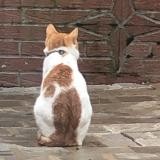 Foto del gato perdido en Etretat