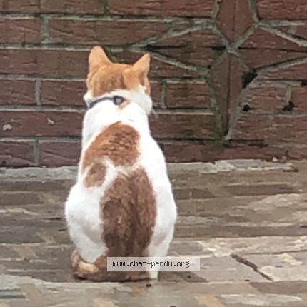 Foto 1/2 Mouloud Chat perdido en Etretat