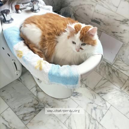 Foto 1/1 Kuybi Chat perdido en Brunoy