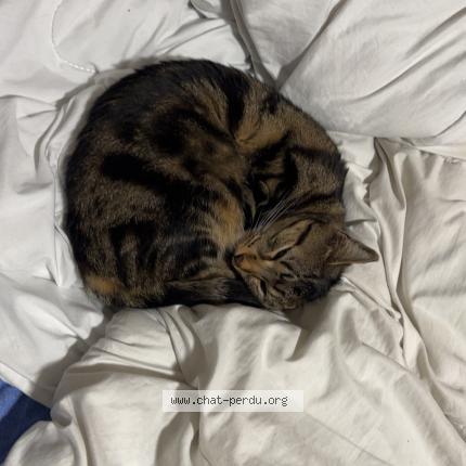 Foto 1/1 Bibou Chat perdido en Bombon