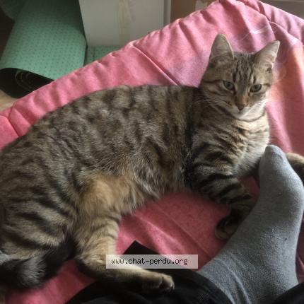 Foto 1/1 Natsu Chat perdido en Belfort