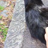 Foto de gato encontrado en Lyon