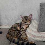 Foto del gato perdido en Gensac La Pallue