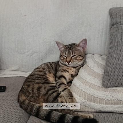 Foto 1/1 Aria Chat perdido en Gensac la pallue