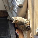 Foto del gato perdido en Le Grand Quevilly