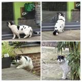 Foto de gato encontrado en Lille