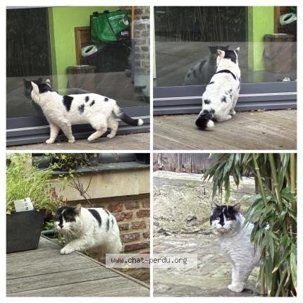 Foto 1/1 Gato encontrado Encontrado en Lille