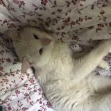 Foto de gato encontrado en Montauban