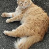 Foto del gato perdido en Challans