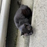 Foto de gato encontrado en Bordeaux