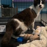 Foto de gato encontrado en Foix