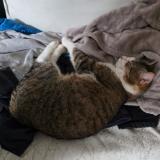 Foto del gato perdido en Geneuille