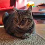 Foto del gato perdido en Fontainebleau