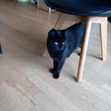 Foto del gato perdido en Lys Haut Layon