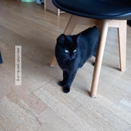 Foto 1/1 Coco Chat perdido en Lys haut layon