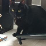 Foto de gato encontrado en Rennes