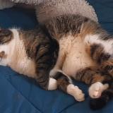 Foto del gato perdido en Limoges