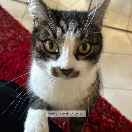 Foto 2/3 Cajou Chat perdido en Limoges