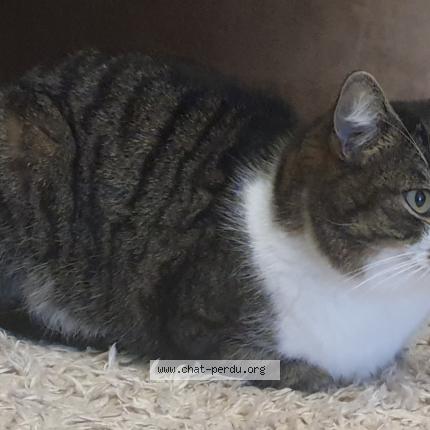 Foto 3/3 Cajou Chat perdido en Limoges