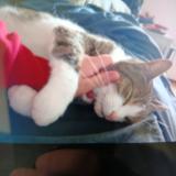 Foto del gato perdido en Bligny Les Beaune