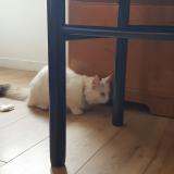 Foto de gato encontrado en Meaux