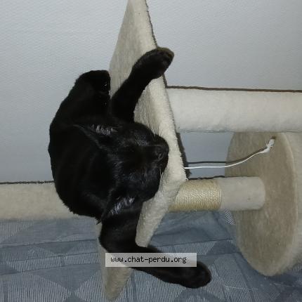 Foto 1/1 Simba Chat perdido en Tremblay en france