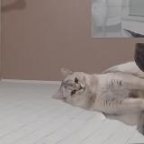 Foto del gato perdido en Sarre Union