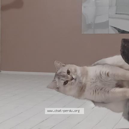 Foto 1/1 Umi Chat perdido en Sarre union