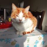 Foto del gato perdido en Frehel